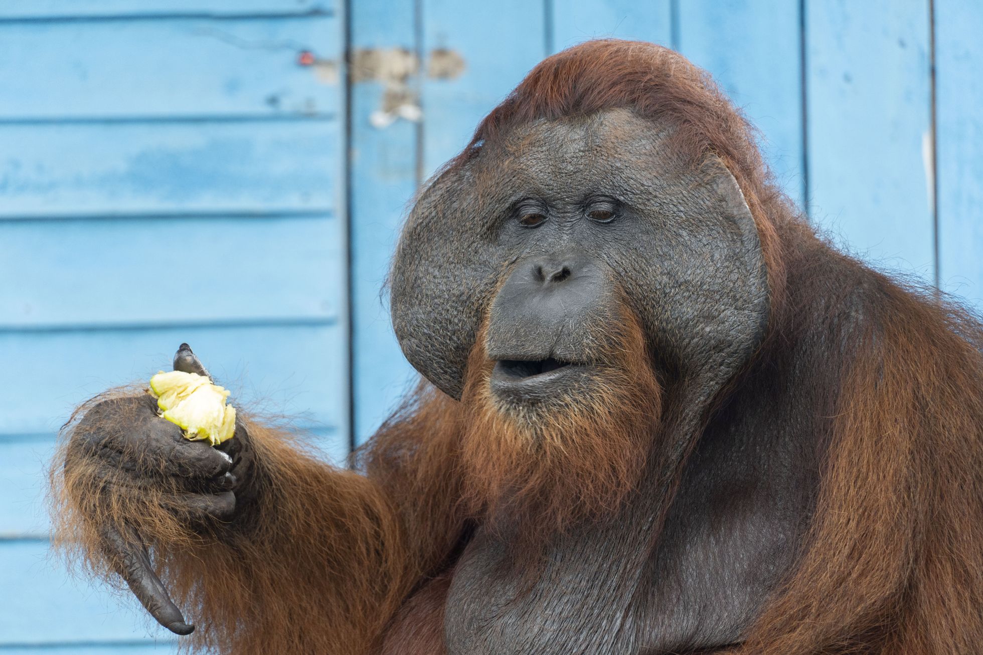 Orangutan puuvilja nosimas.