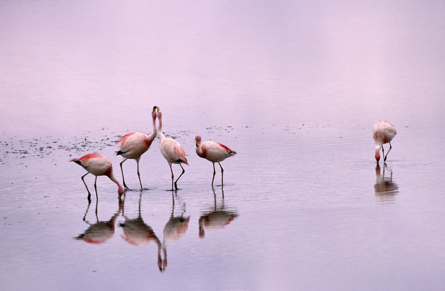 Koldjalg-flamingod.
