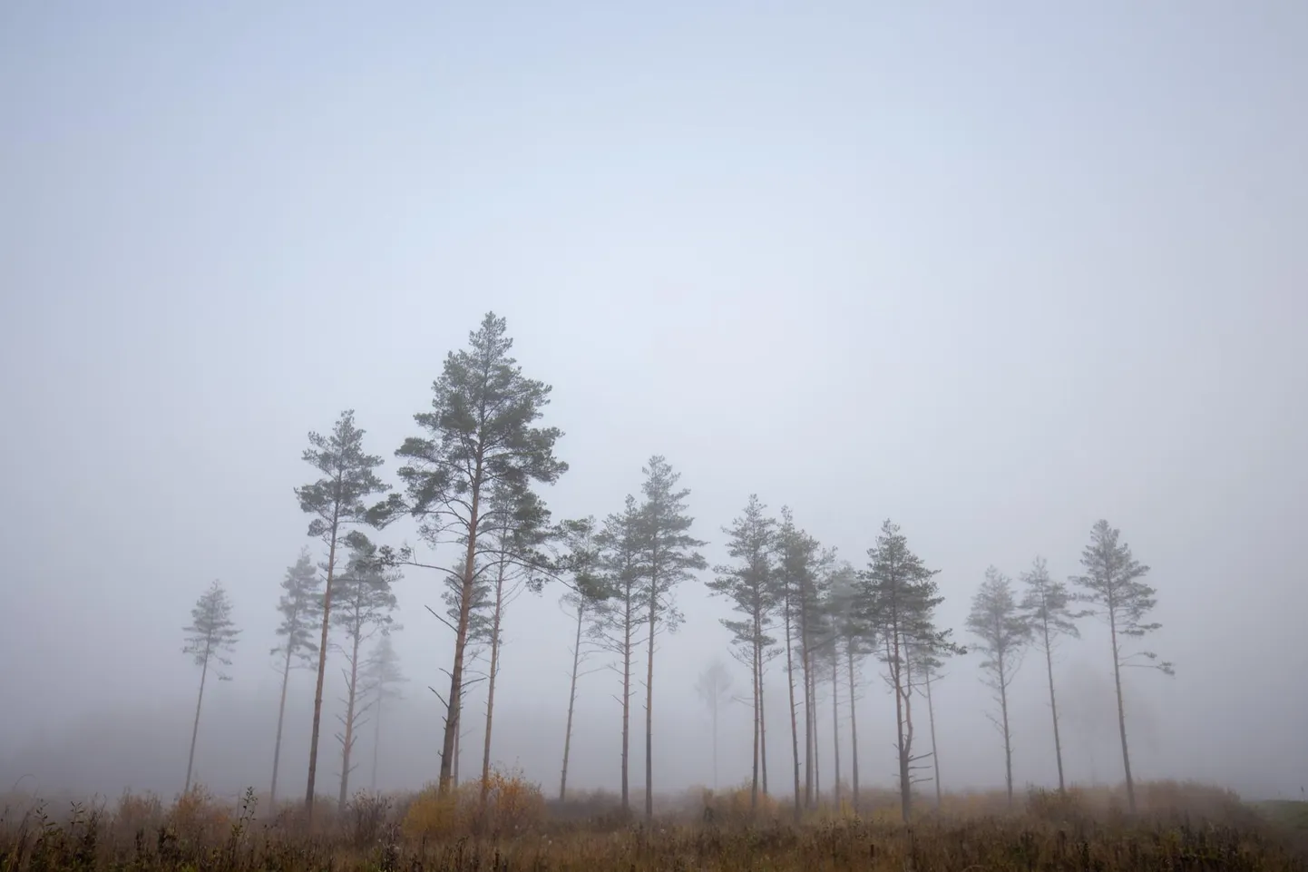 Mida tähendaks maailmale, Eestile ja näiteks Järvamaa loodusele, kui kliima soojeneks 2100. aastaks kuni +4 °C?