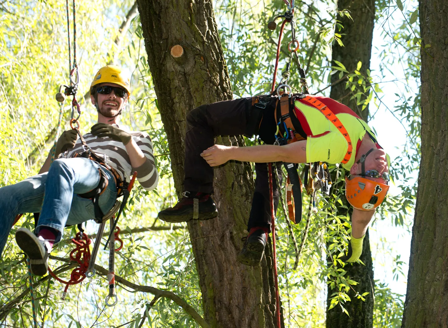 Arborist Heiki Hanso õpetab Arteri ajakirjanikule Hendrik Kuusele puu otsa ronimist.