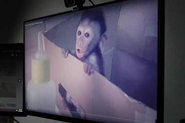 Сообщество пыток обезьян зародилось на YouTube, но вскоре его участники перенесли свои обсуждения в мессенджеры, обеспечивающие шифрование сообщений
