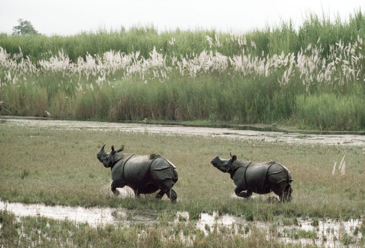 Ninasarvikud Chitwani rahvuspargis