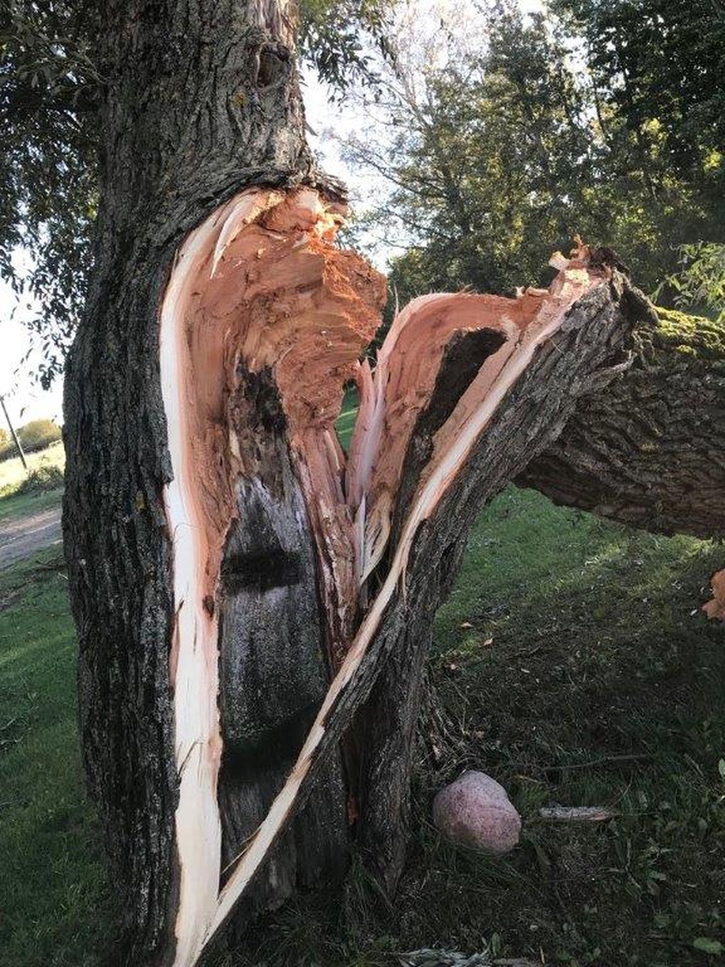 Поваленное штормом дерево.
