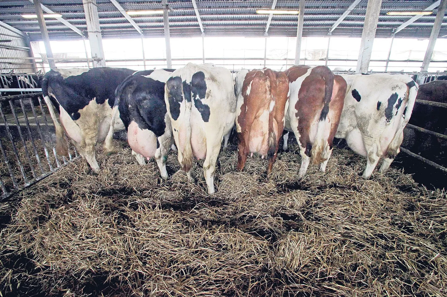 Tartu Agro lehmade piimast saavad peale Valio meierei oma osa ka lätlased ja leedukad.