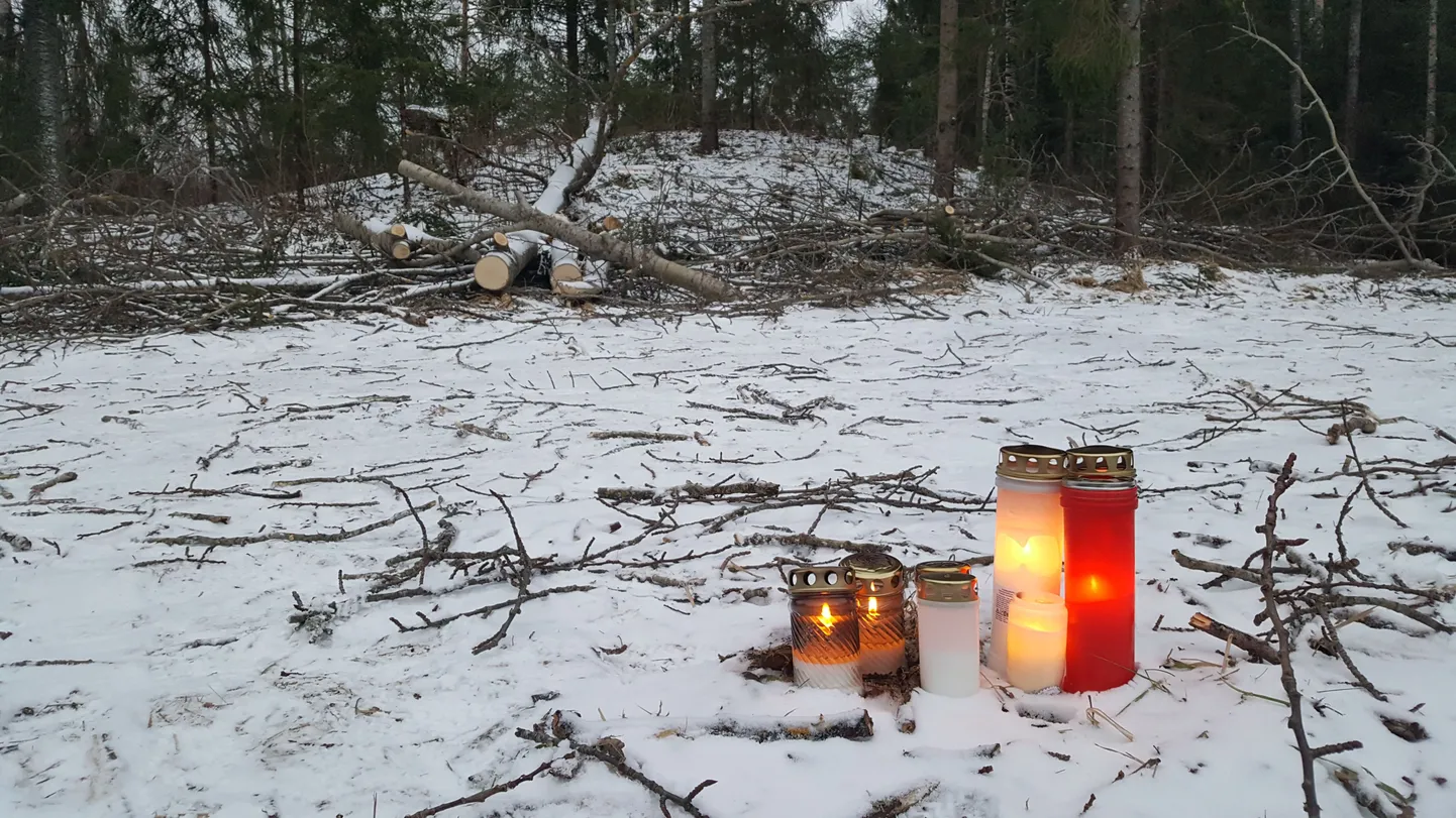 Augli külas juhtunud õnnetuse sündmuspaik, kus langetatava puu alla jäänud naine hukkus.
