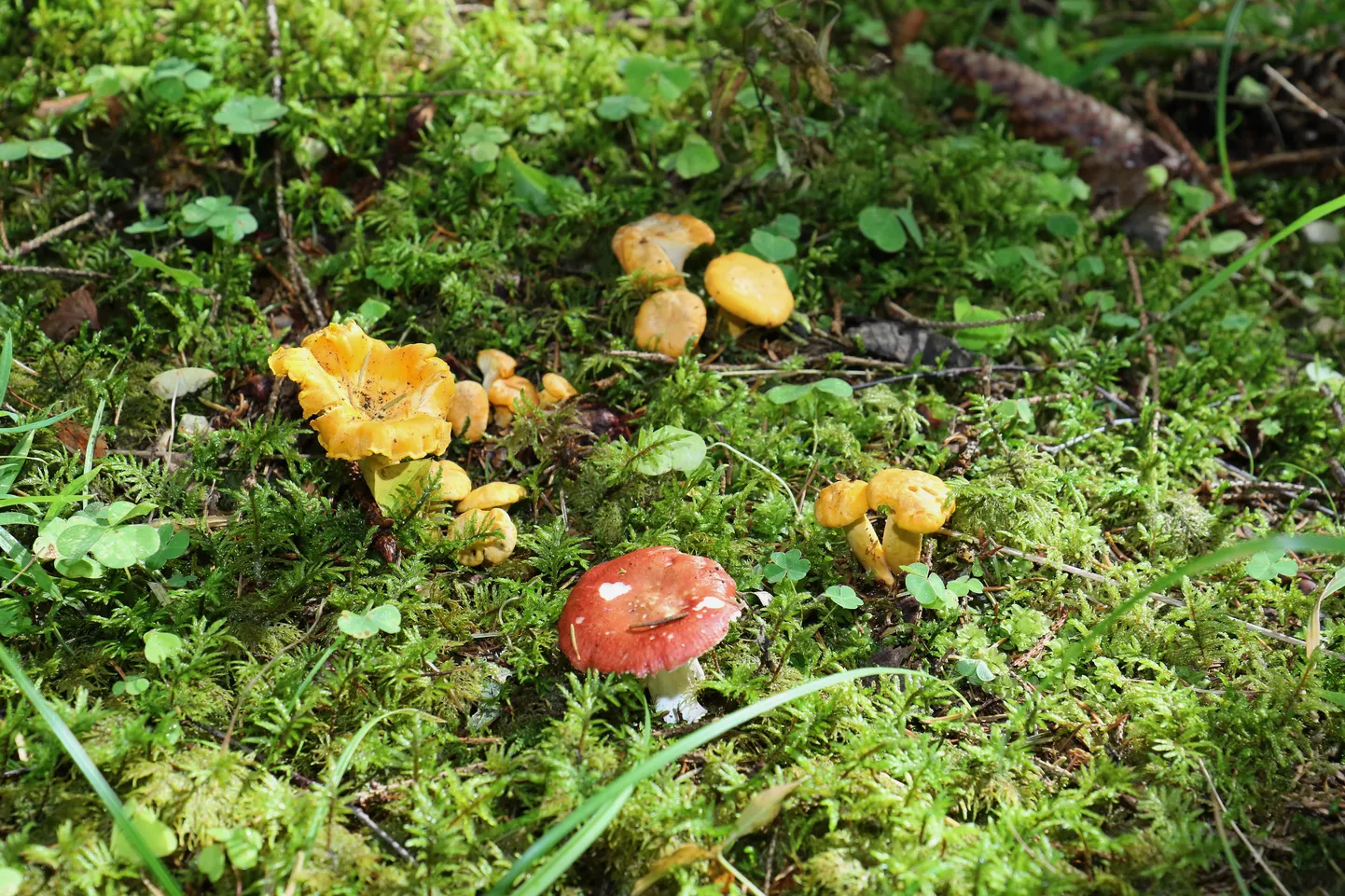 Kukeseenekulda on kohati metsaalune täis.