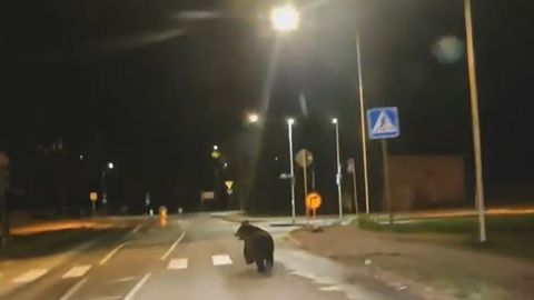 Видео ⟩ Сегодня утром по улицам Тарту бегал медведь