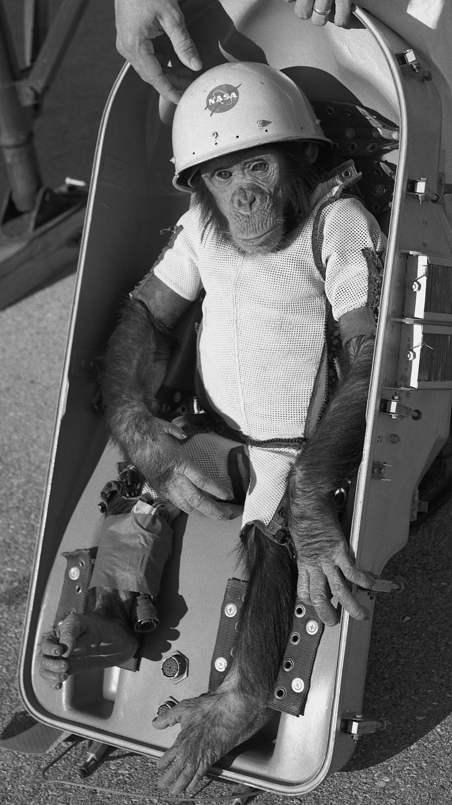 Pirmais hominīds kosmosā - šimpanze Hems.