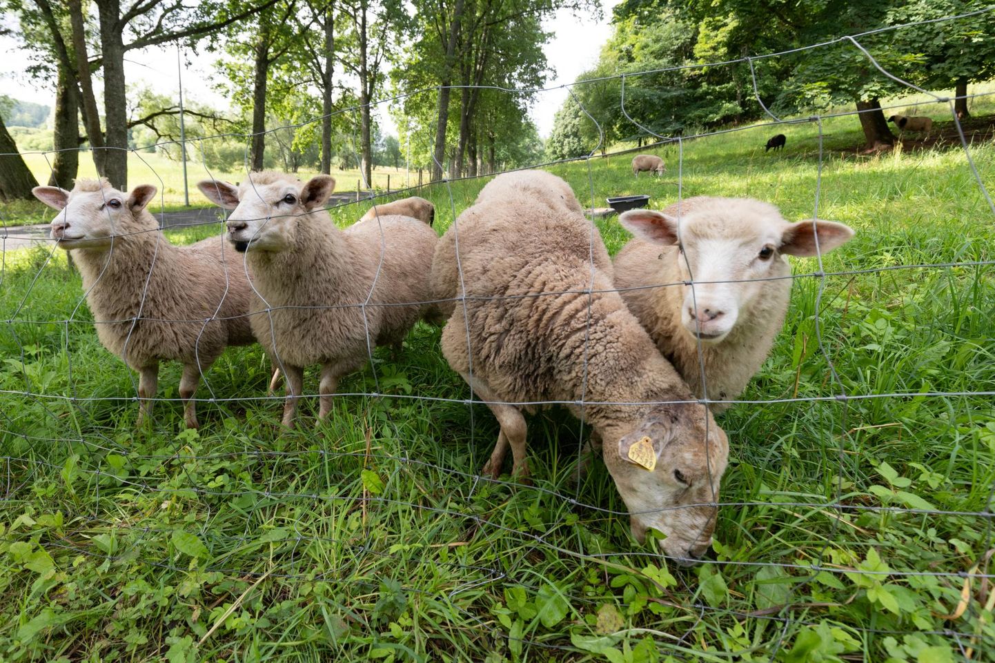 Enim lõpetajaid on lambakasvatussektoris. 