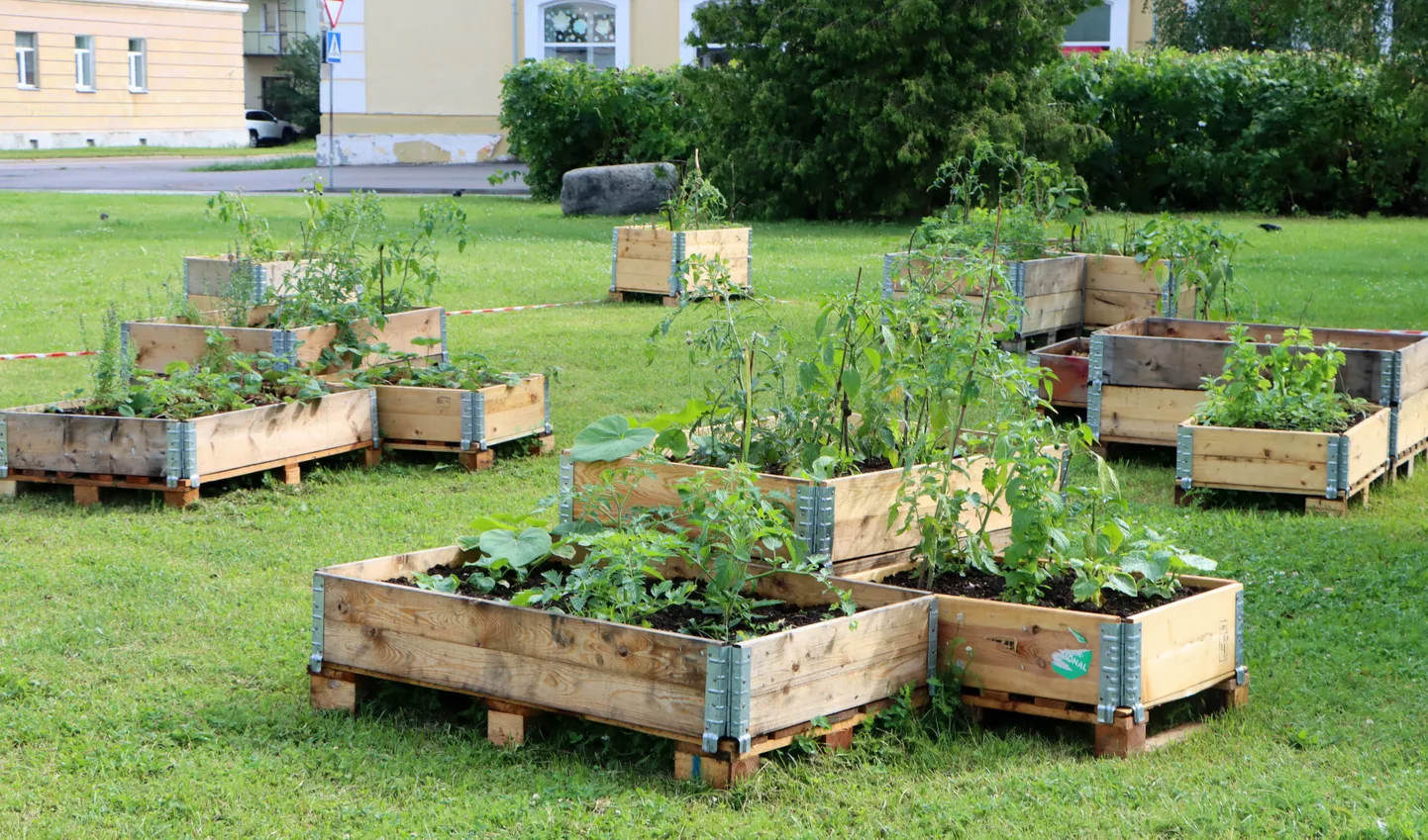 Kohtla-Järve kogukonnaaed.