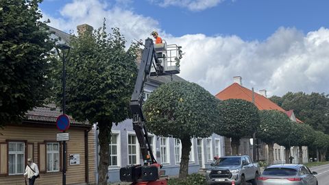 FOTO ⟩ Paide peatänava puud saavad uue lõikuse