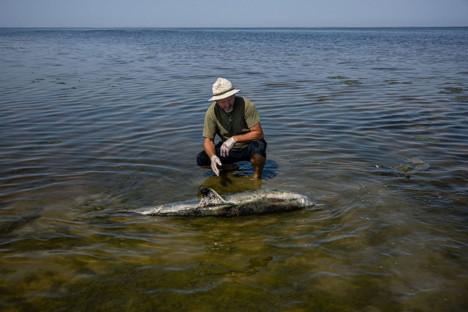 Tusli suudme rahvuspargi teadusjuht Ivan Russev uurimas surnud delfiini 28. augustil 2022. aastal.