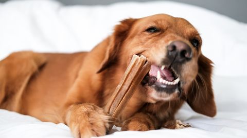 Loomaarst avastab: need maiused on koerte jaoks ohtlikud