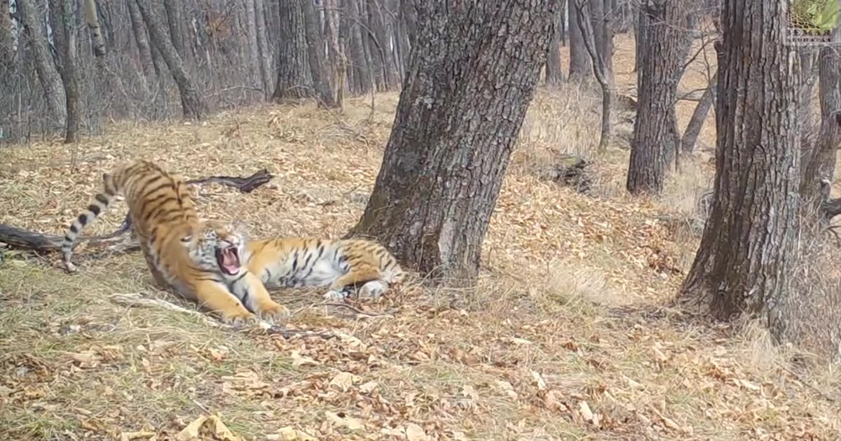 Siberis jäädvustas looduskaamera haruldased kaadrid