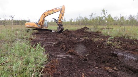 Восстановление болот поможет сохранить нашу среду обитания