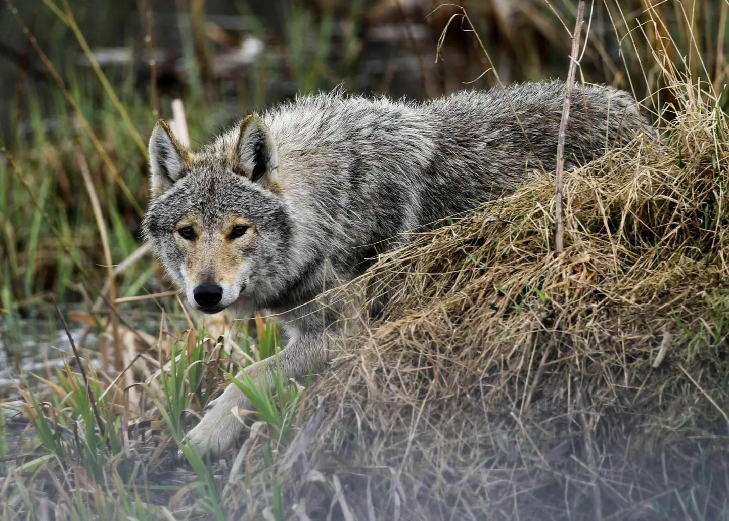 Kui põhitoitu napib, hakkavad hundid murdma kõiki loomi, kellest jõud üle käib. Pilt on illustratiivne.