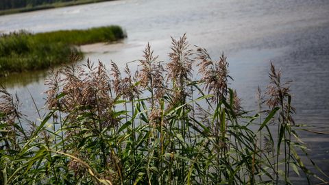 Asendamatu pilliroog tekitab ka pahameelt