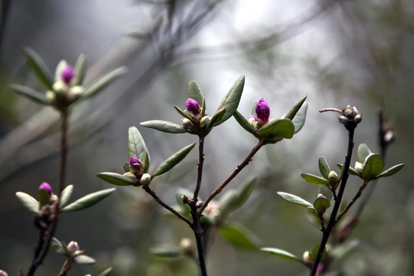 Rododendron.