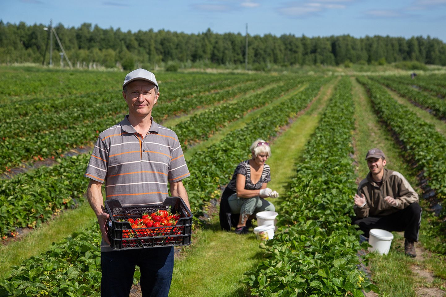 Jaago talu peremehe Jaak Adorovi ning korjajate Sirja ja Andrease töö vilju saab maitsta juba täna Paide turul, sest varajased maasikasordid on valminud.