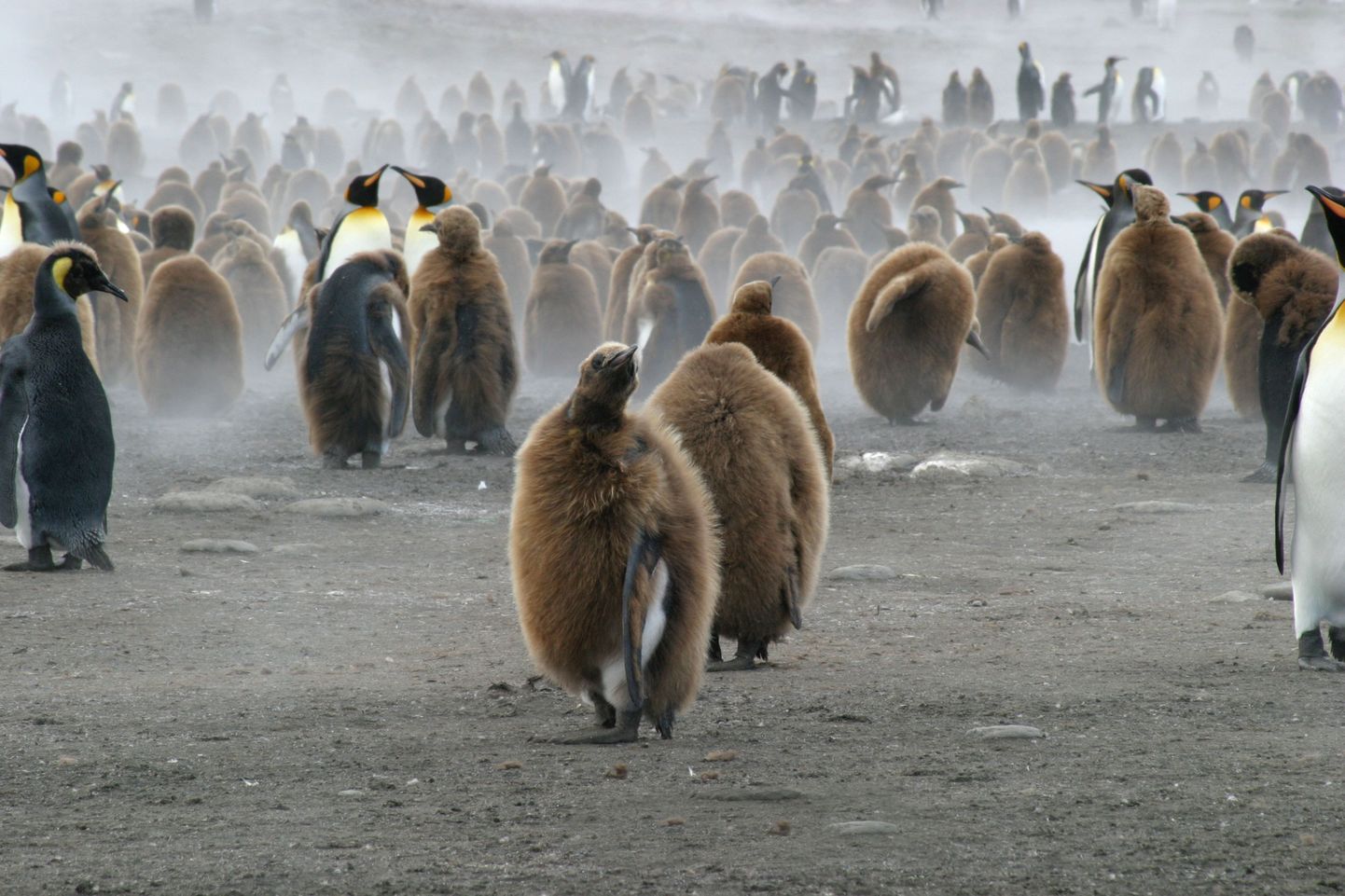Kuningpingviinid võitlevad palavusega