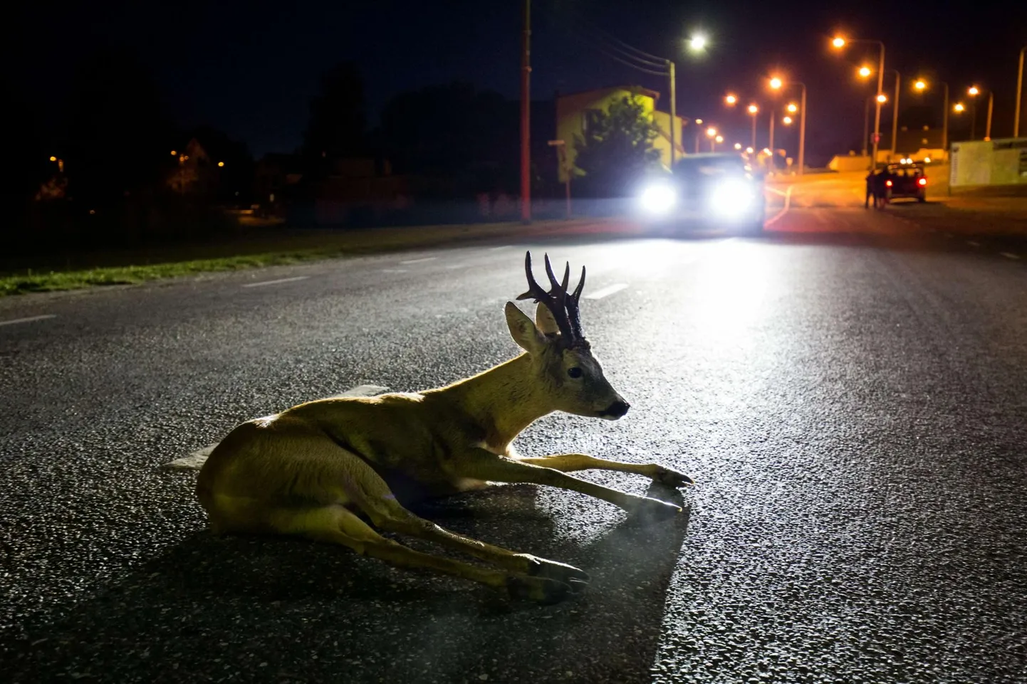 Autolt löögi saanud sokk. Autolt löögi saanud metskitsed tavaliselt surevad.