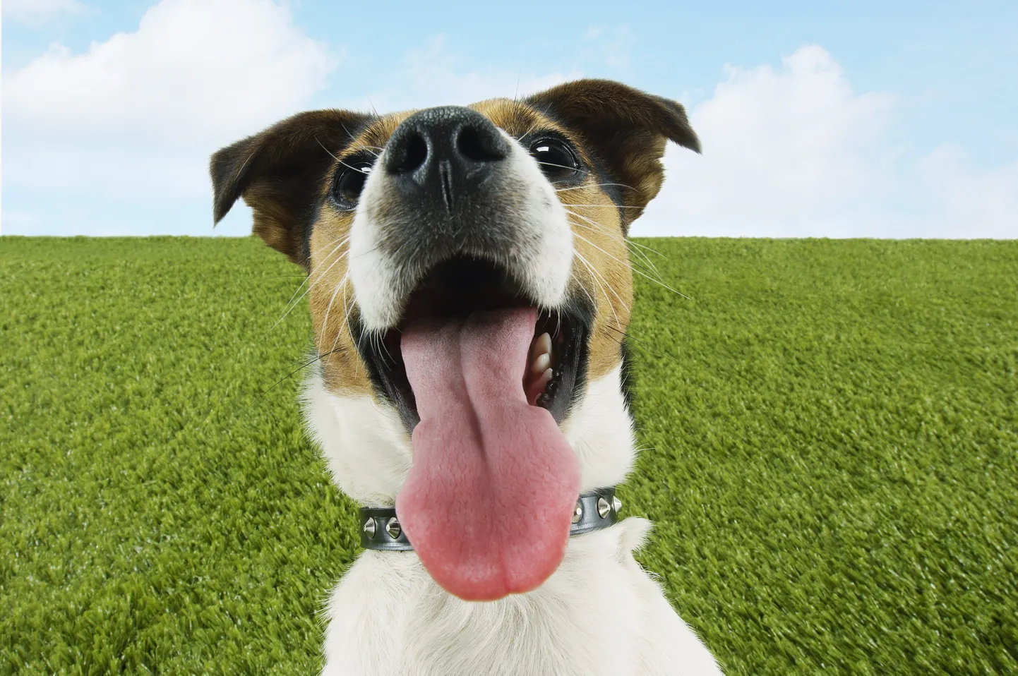 Jack Russelli terjer.
