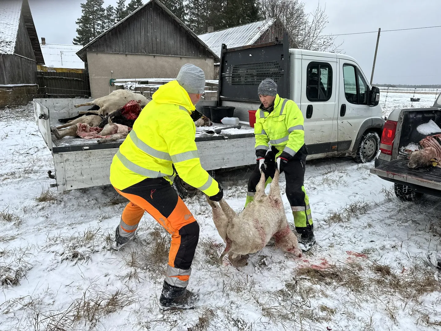 Kurb koristustöö: kuu ajaga kaotas Alutaguse Farm kogu oma lambakarja.