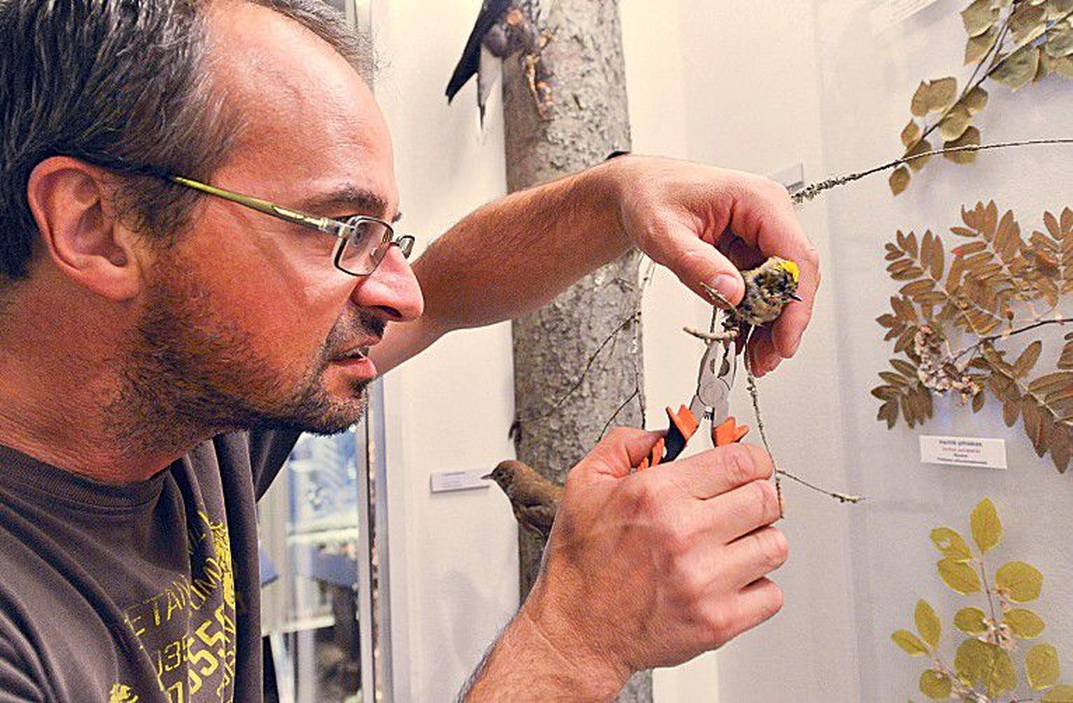 Таксидермисту зоологического отдела музея Пелле Нуггису порой приходится работать с проволокой и кусачками.