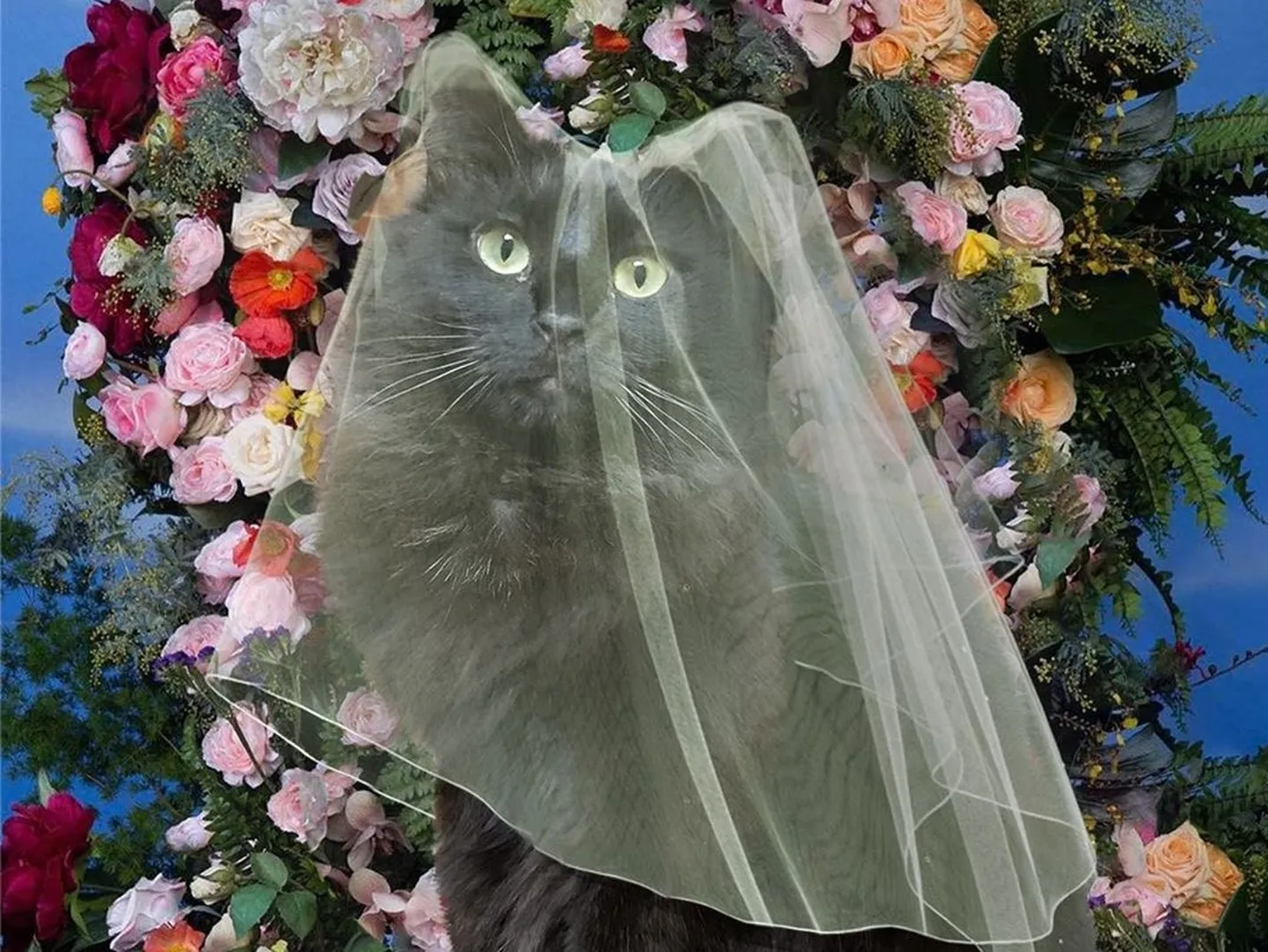 Raksta foto