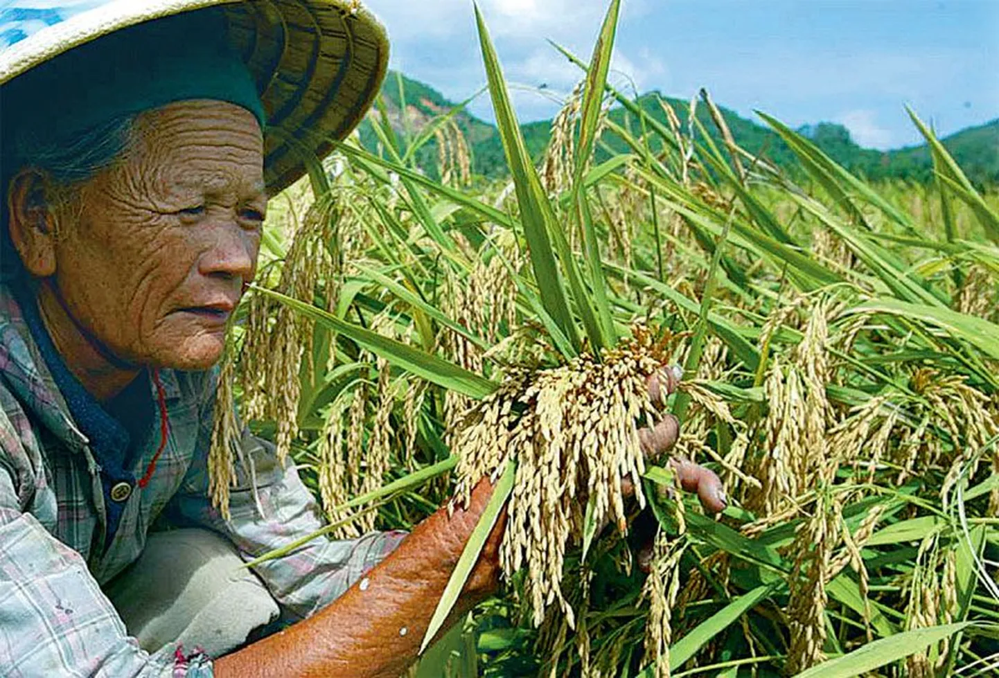 Китайский крестьянин на рисовом поле