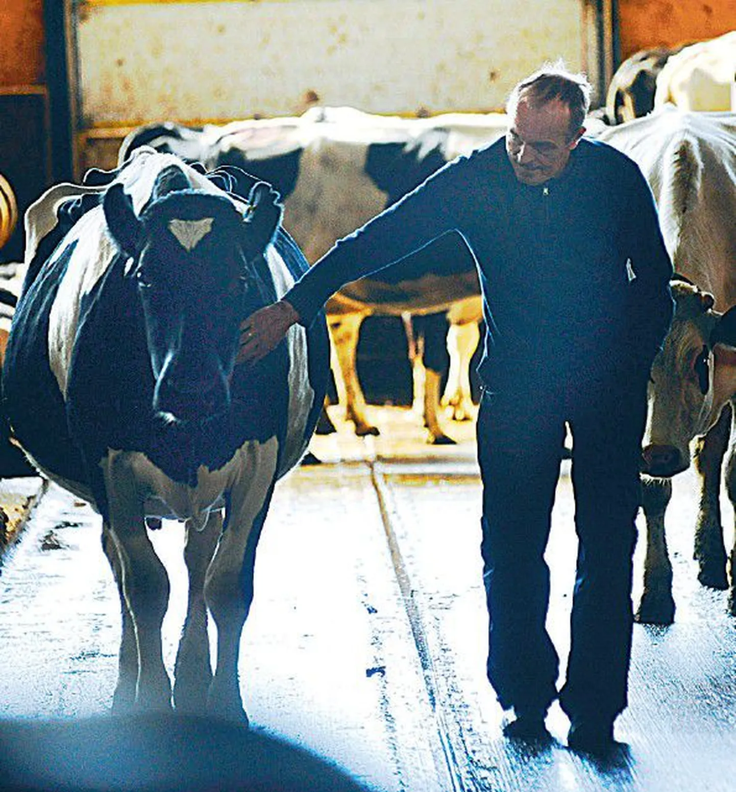 Глава AS Pakarи Эндель Албин не верил, что цены на молоко вырастут.