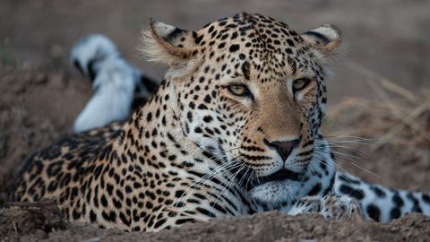 JAHMATAVAD KAADRID ⟩ Indias ründas leopard teel liigelnud mootorratturit