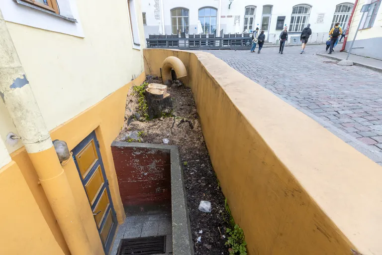 Mahavõetud puu Levist Väljas ukse kõrval.