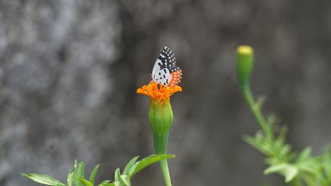 PÄEVAHOROSKOOP ⟩ 24. aprill: Kaladel võib rahaasjades tekkida ootamatuid edasiminekuvõimalusi, Neitsi analüütiline meel on täna eriti terav