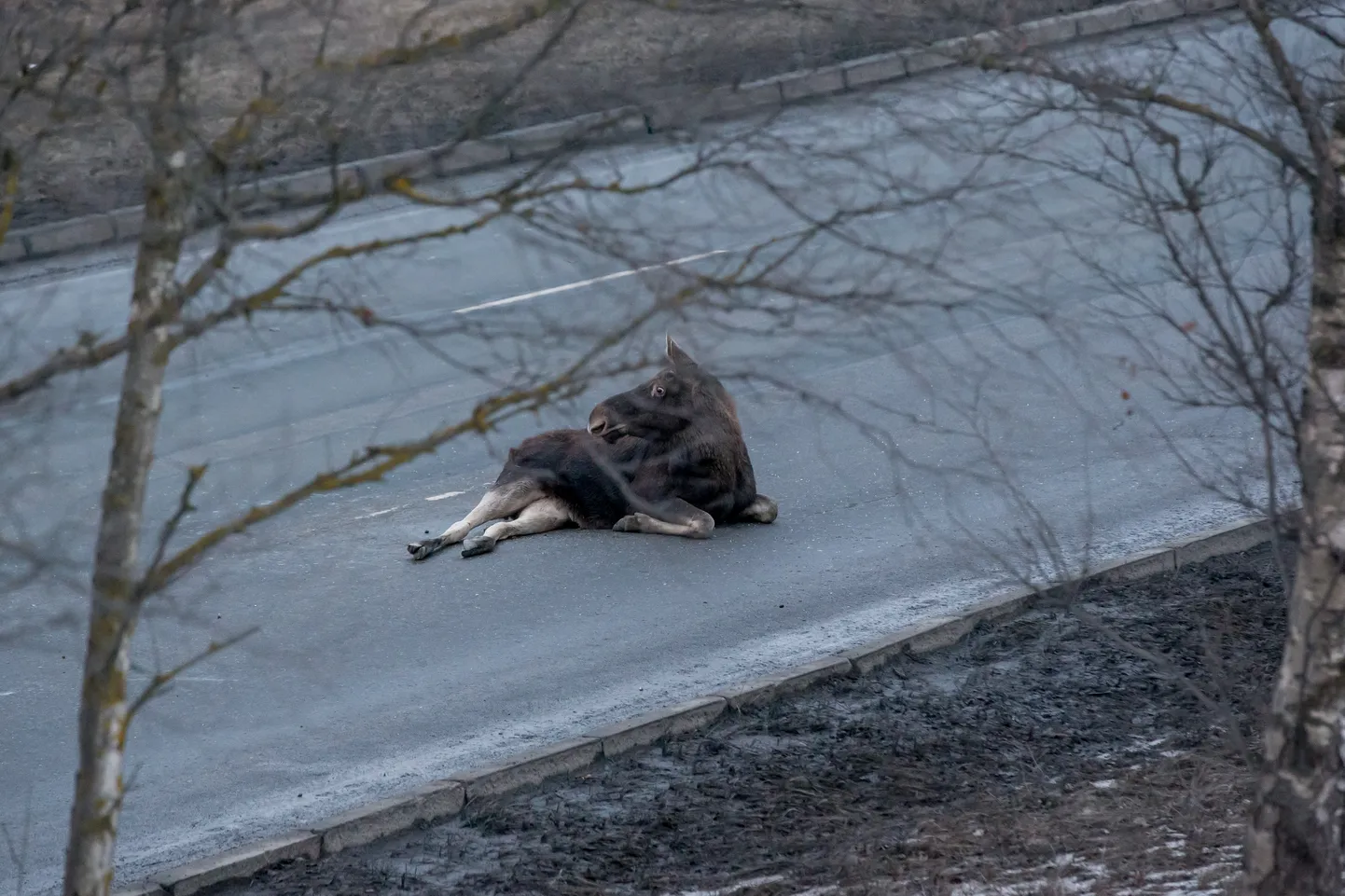 Põder teel.