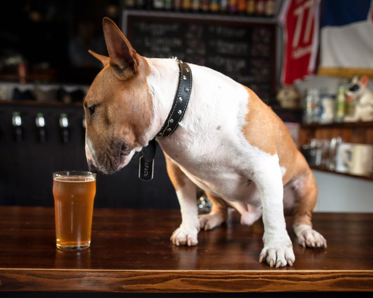 Alkohol on koerte jaoks mürgine