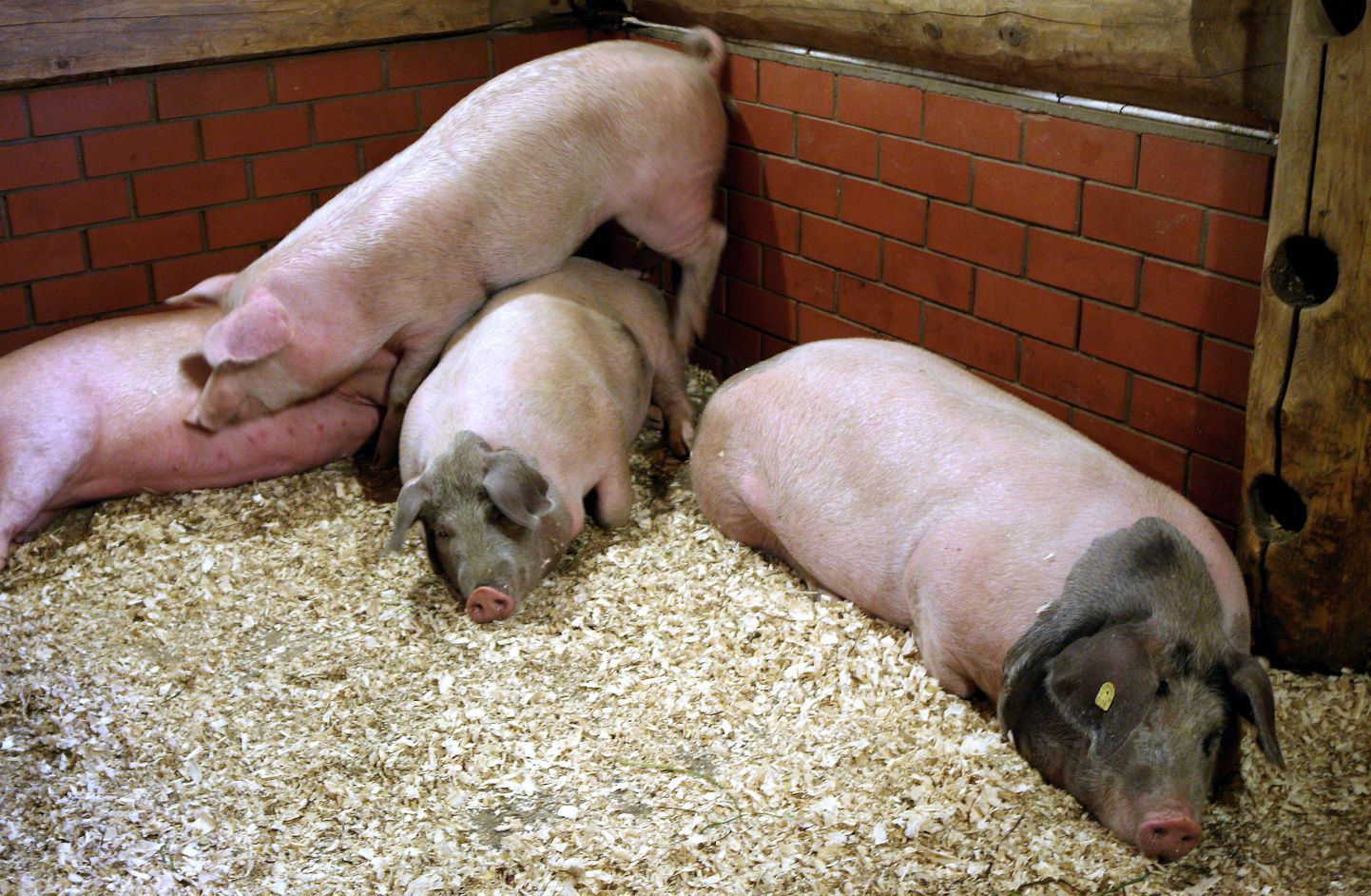 Свиньи в Рижском зоопарке