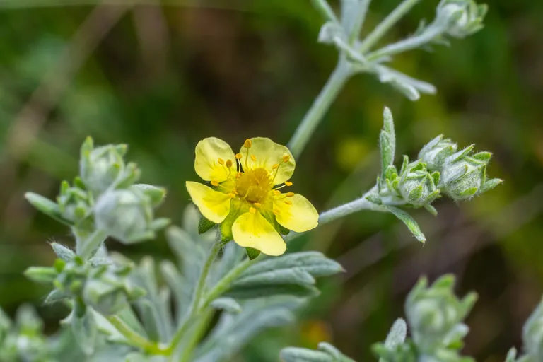 Лапчатка песчаная (Potentilla arenaria)