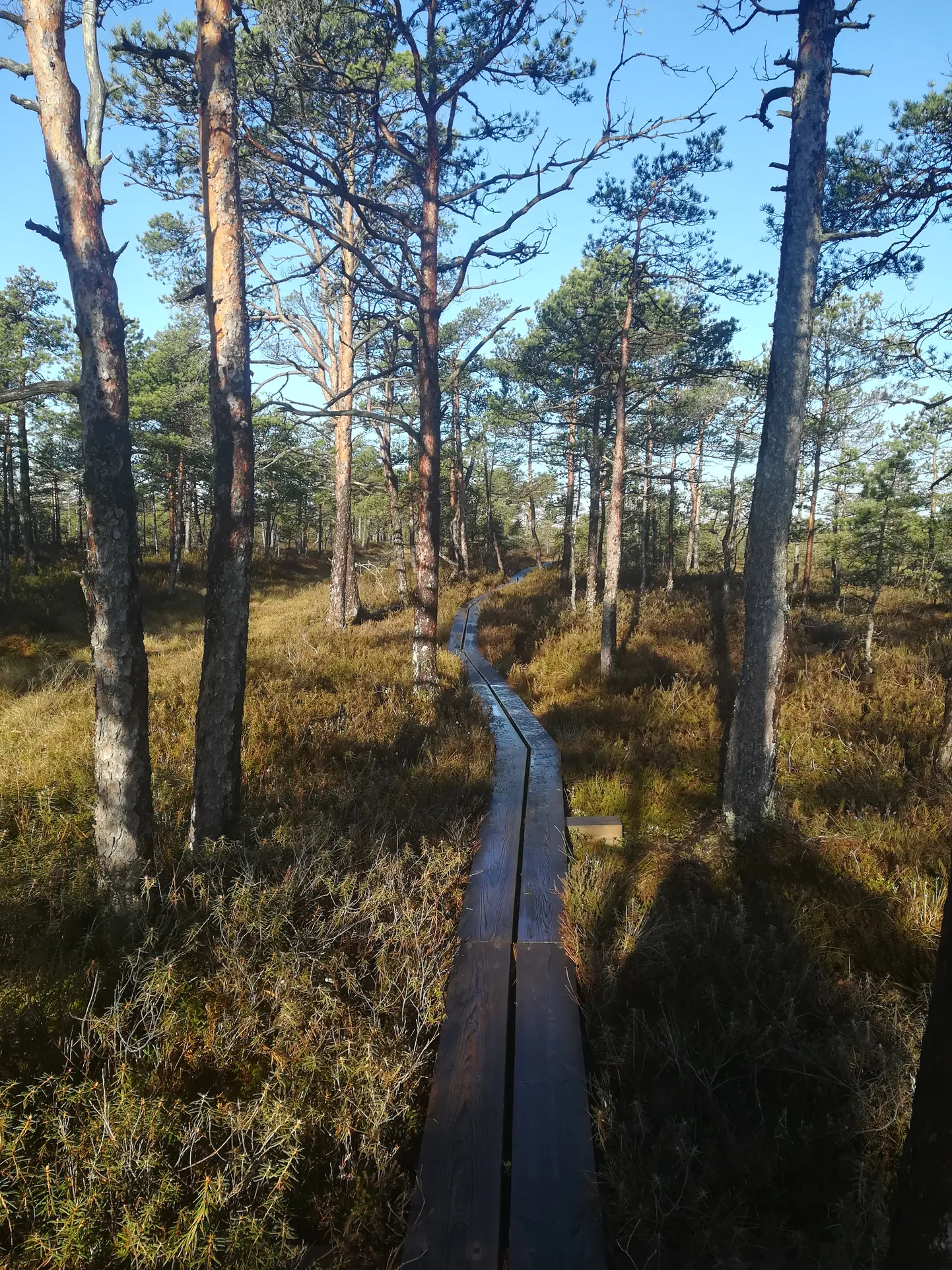 Mõnel jahedamal maikuu hommikul oli laudtee kergelt jääs, nii et kõndides tuli olla eriti ettevaatlik