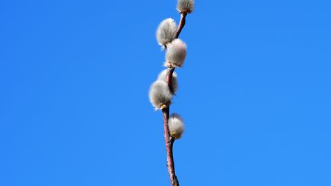 В понедельник местами ожидаюстя дожди