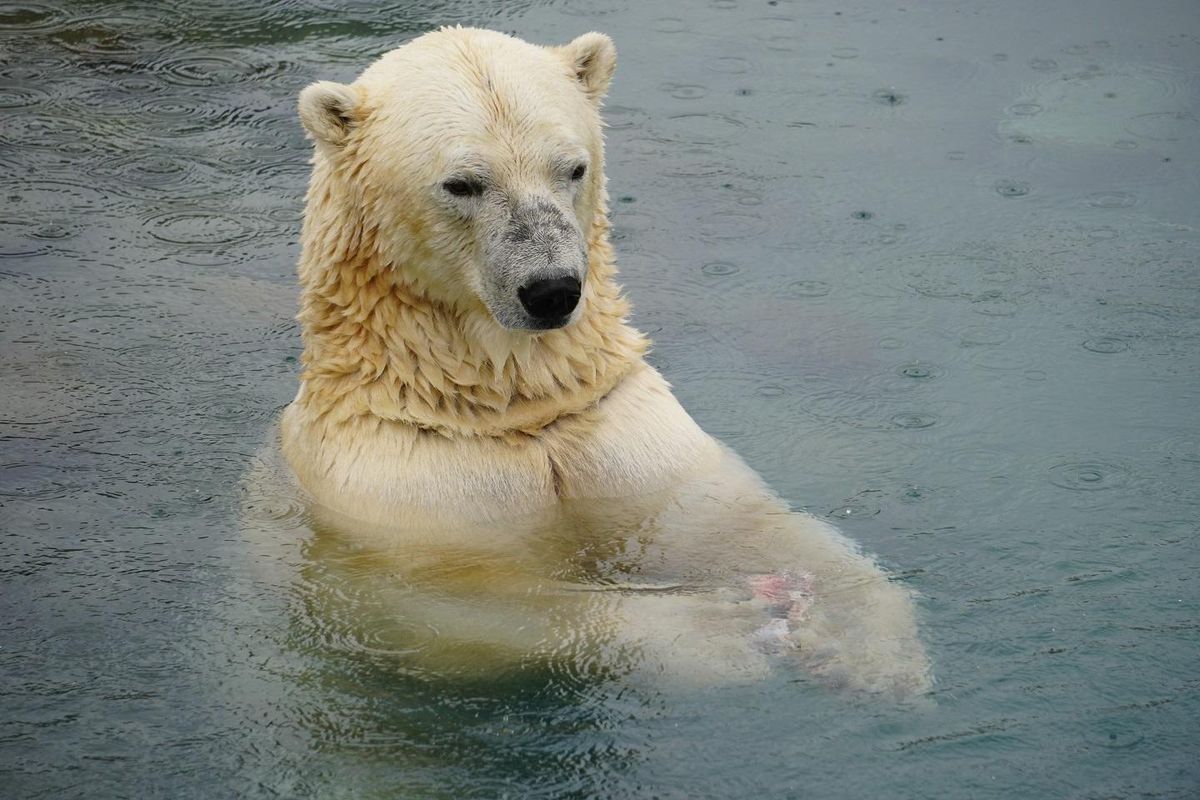 Jääkaru eine vees ja vihmas.
