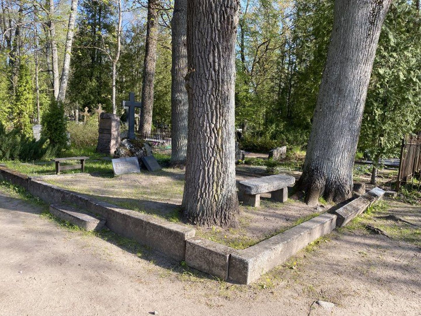 Vanad ja väärikad puud on end kalmule uhkelt sisse kasvatanud ning seeläbi Kreutzwaldi haua äärekivisid nihutanud.