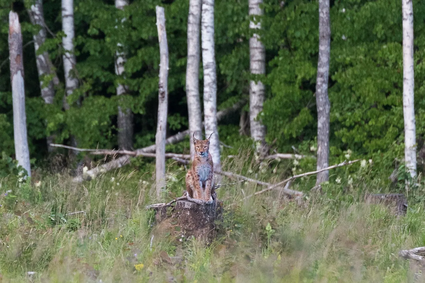 «Täitsa kass, aga suur kass,» kirjeldas Sakala fotograaf Marko Saarm oma lemmiklooma ilvest, kellest juuli esimesel pühapäeval foto sai.