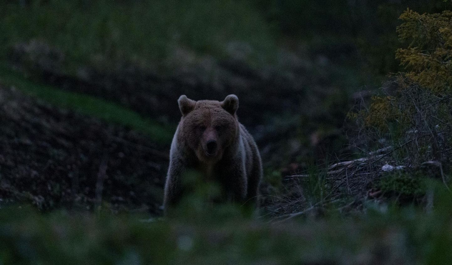 Karu Järvamaal metssigade söögikohas jahinädalavahetuse viimasel õhtul kell 22.14. Tabamus on saavutatud varitsuse käigus.
