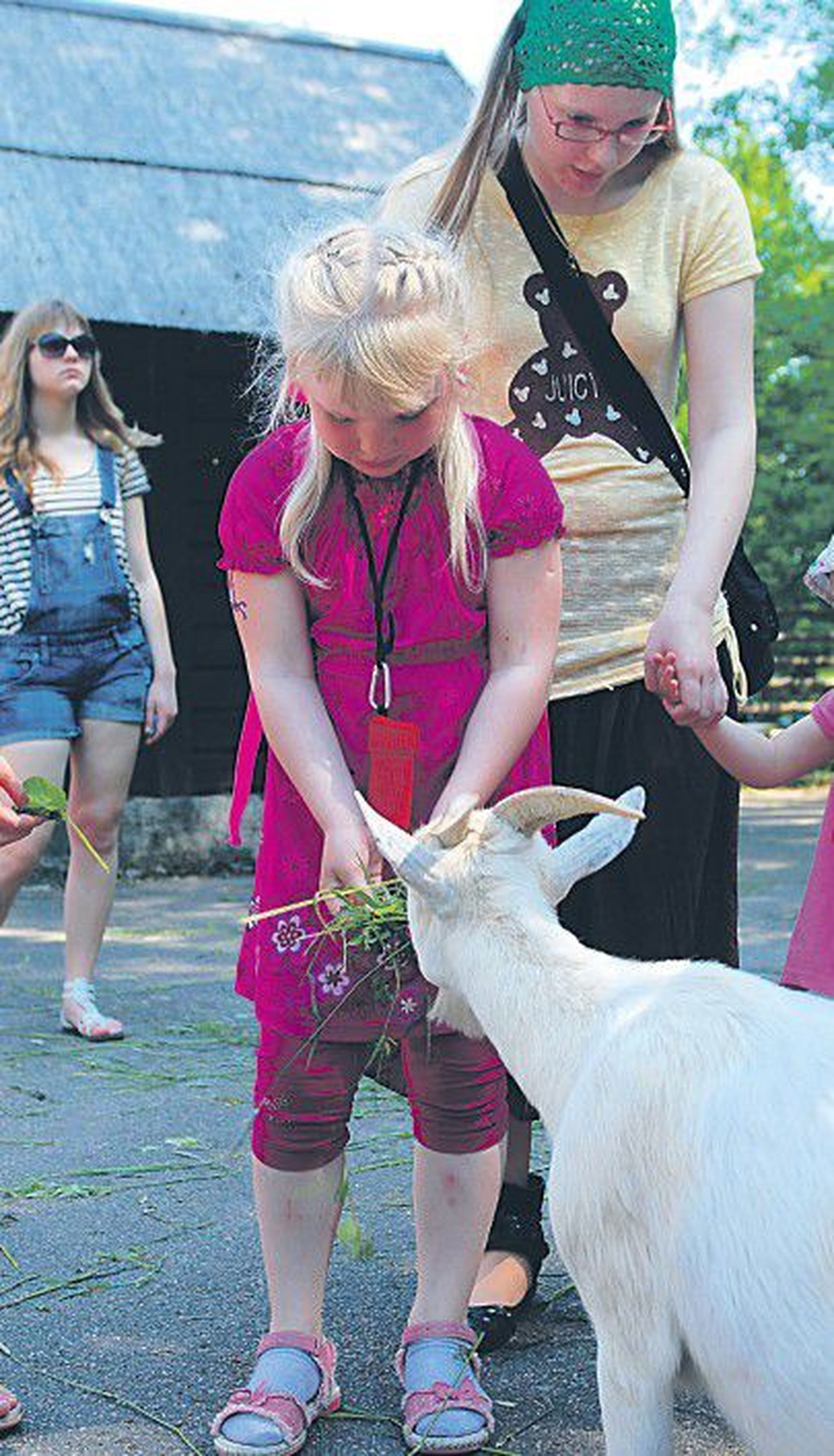 В прошлом году в Таллиннском зоопарке маленькие посетители с радостью кормили добродушных животных.