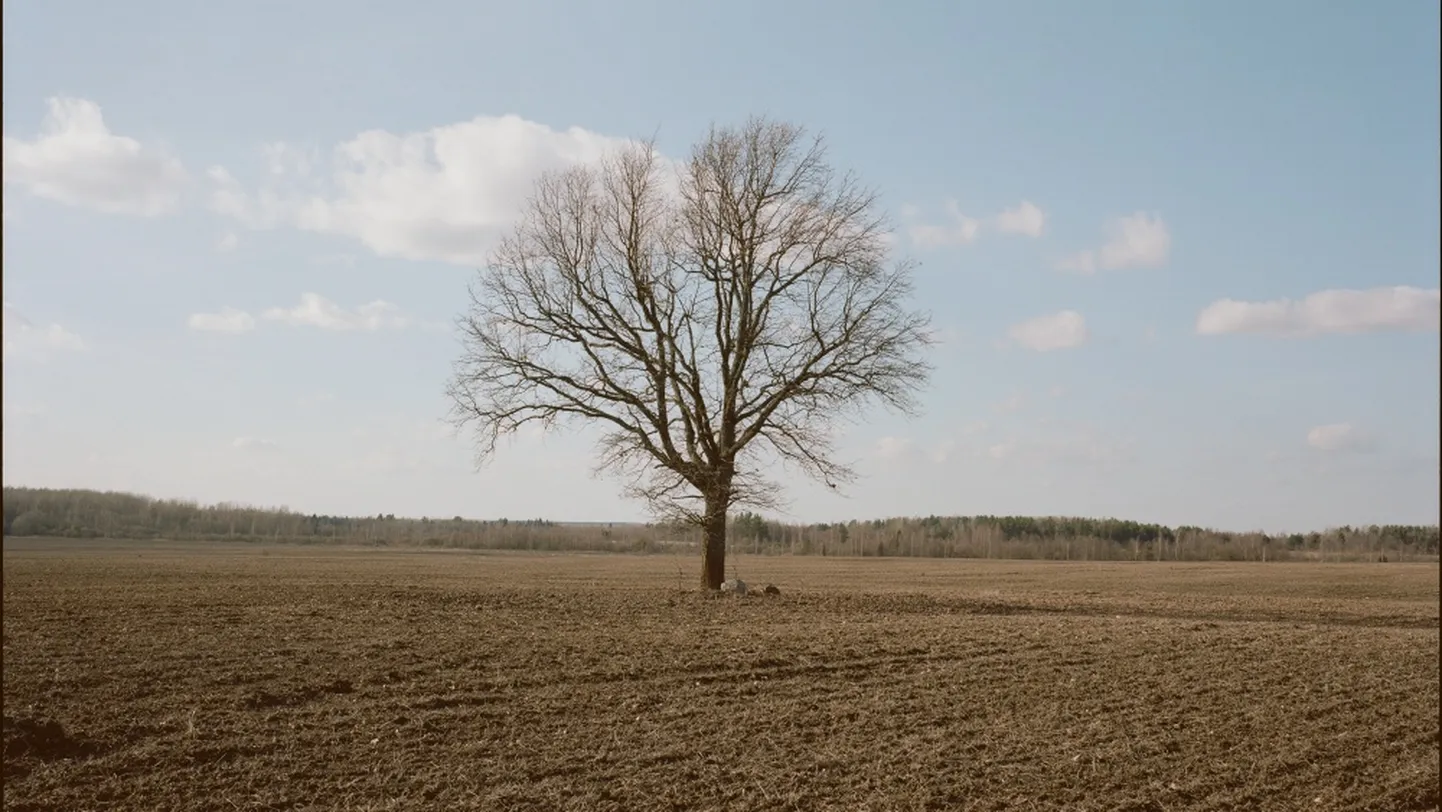 Diana Tamane. "Räägin sulle kõik, mida mäletan". 2019–2021.