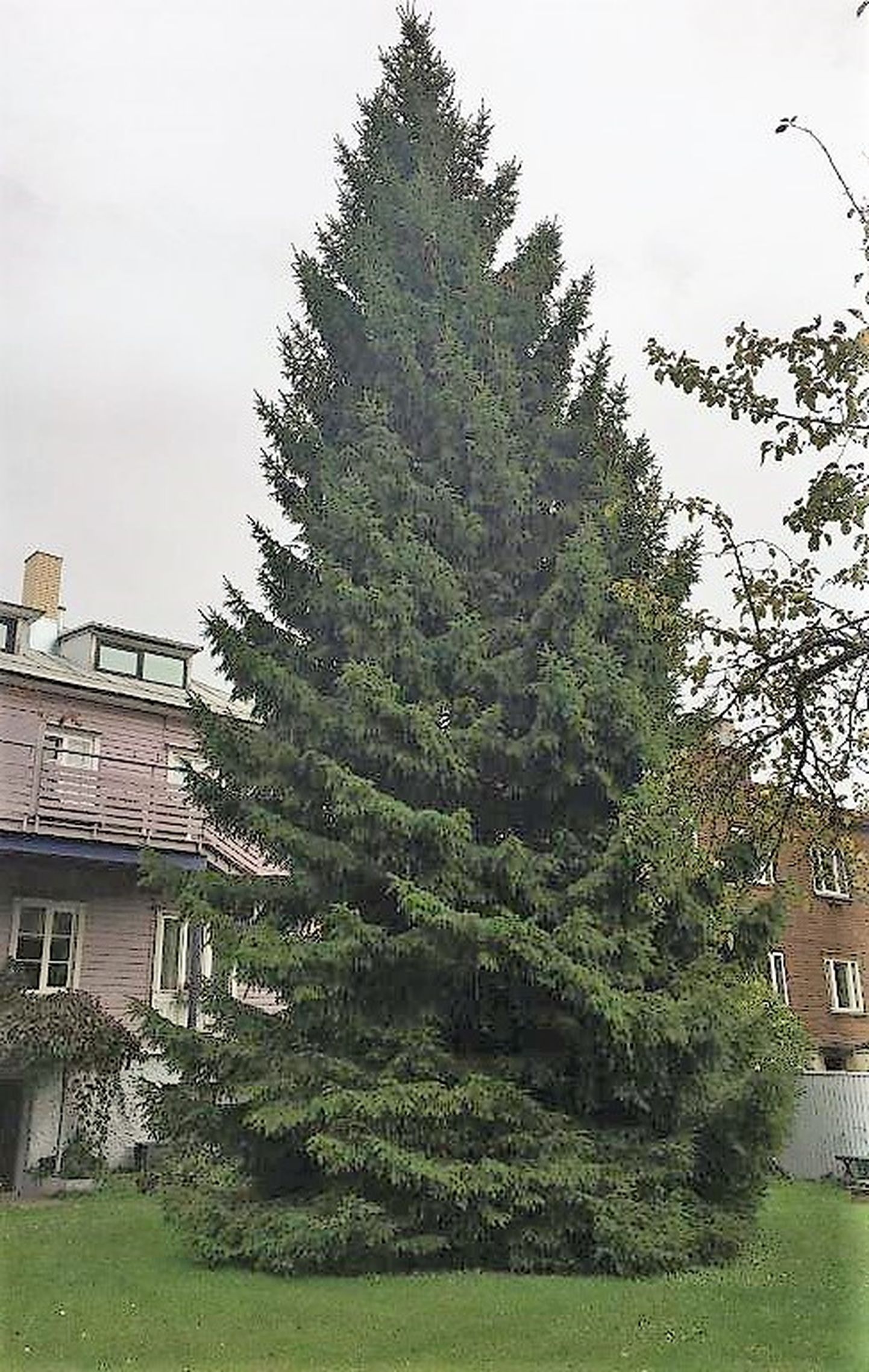 Tänavune Raekoja platsi jõulupuu leiti Tallinnast.