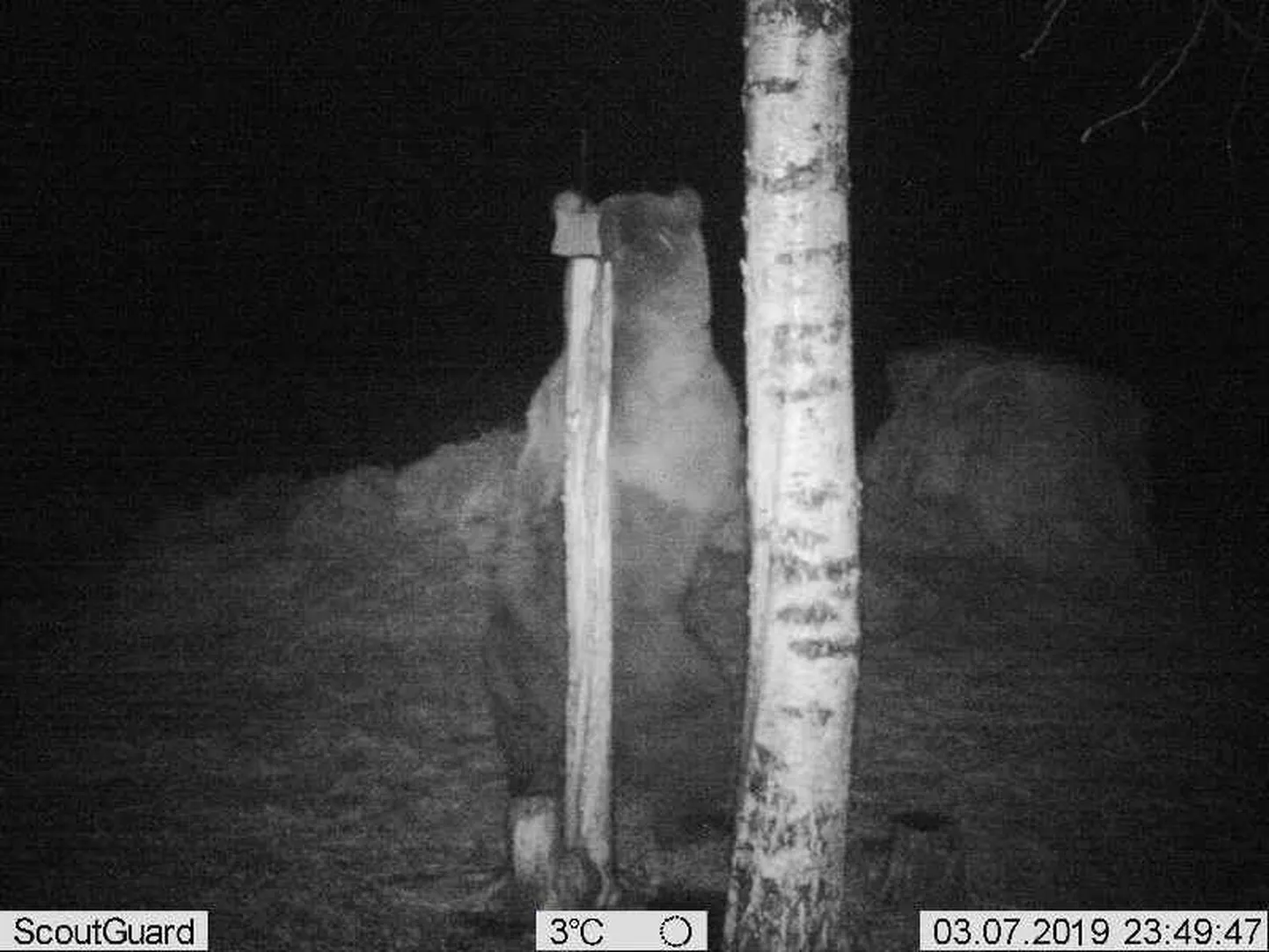 Saarde vallas jäi rajakaamerasse talveunest ärganud karu, kes tuli söödaplatsile ilmselt soolakivi lõhna peale.