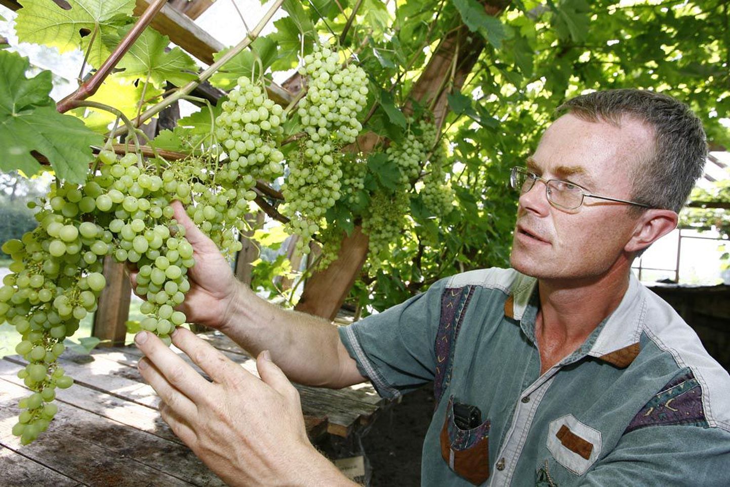 Oma kogemusi tuleb viinamarjapäevale jagama juba pikki aastaid Pärnumaal neid eksootilisi vilju kasvatanud Harri Poom.