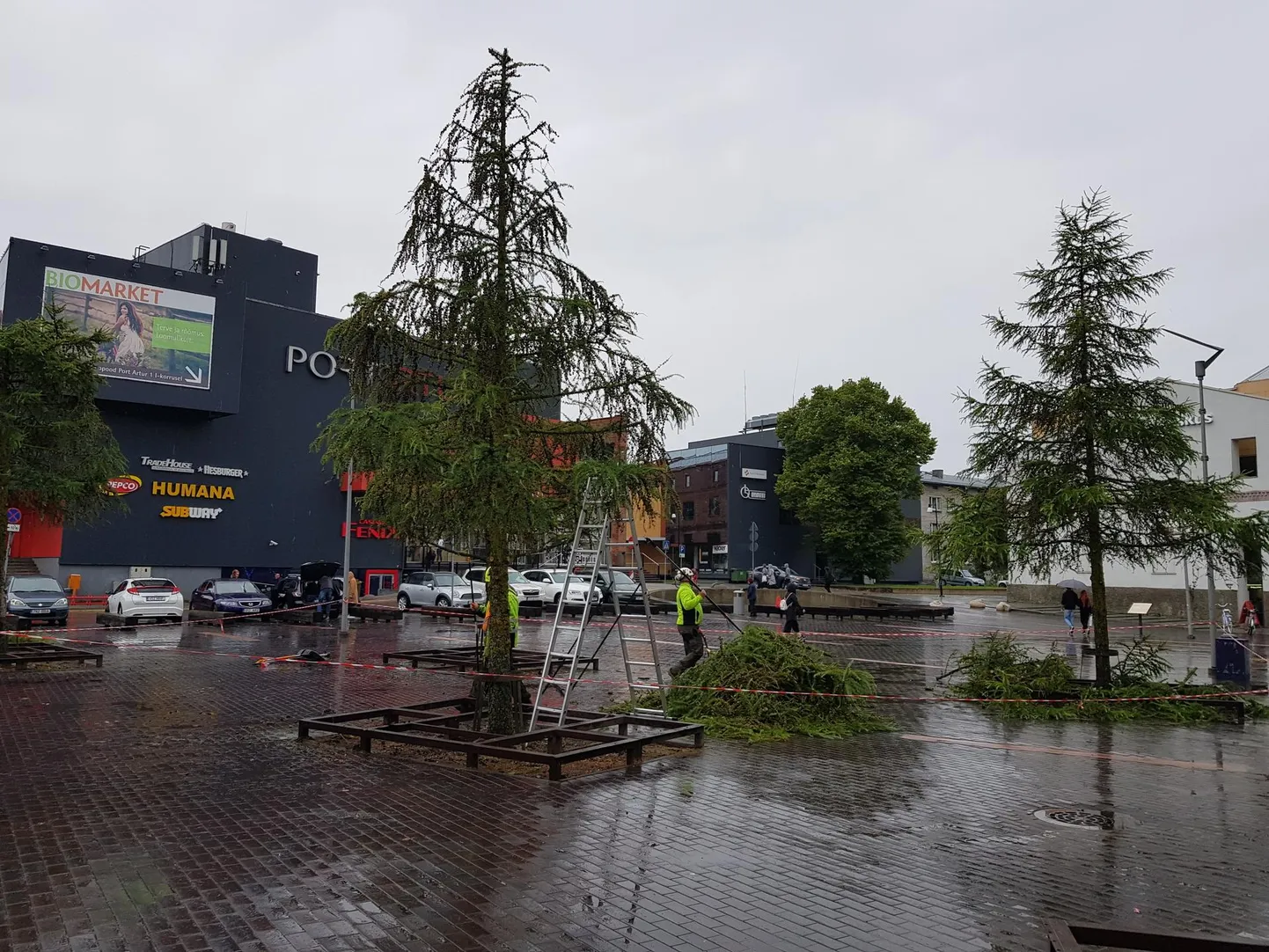 Pärnu Martensi väljaku lehistele tehakse hoolduslõikust.